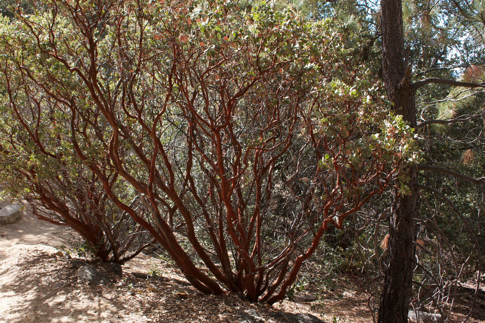 Arctostaphylos pringlei