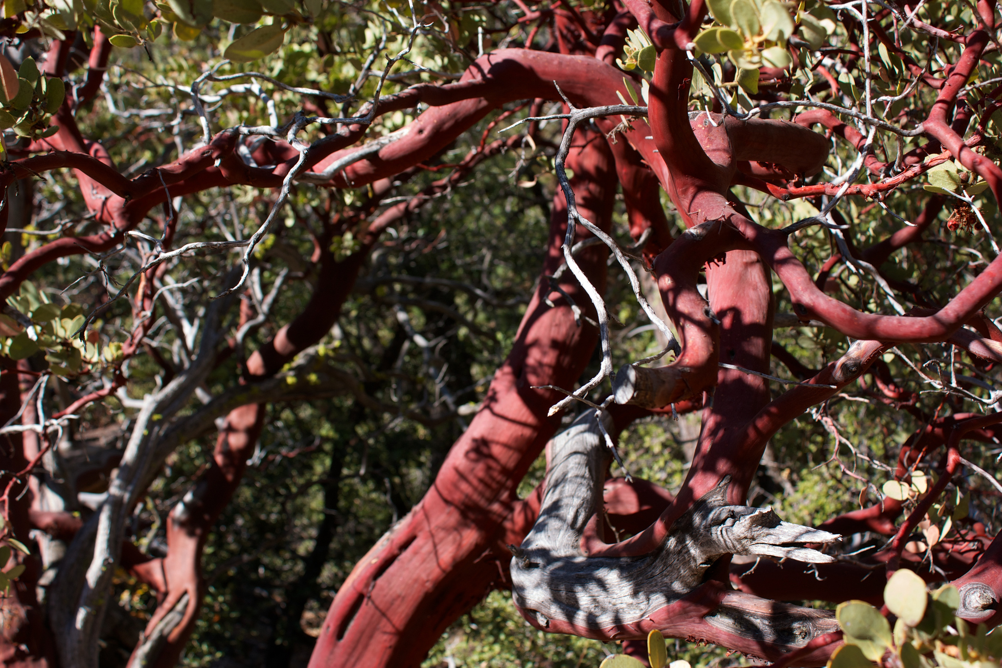 Arctostaphylos pringlei