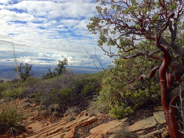 Arctostaphylos pungens