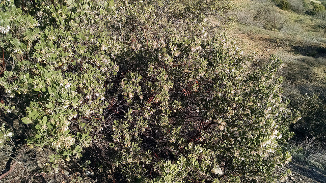 Arctostaphylos pungens