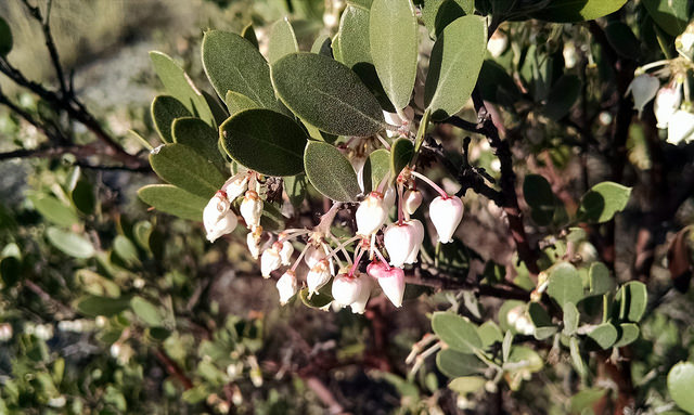 Arctostaphylos pungens