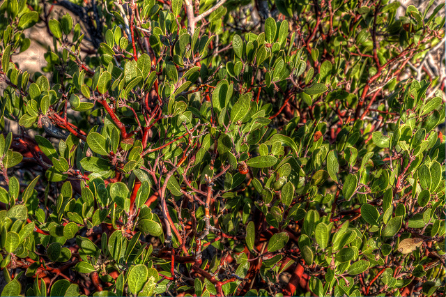 Arctostaphylos pungens