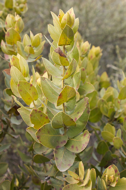 Arctostaphylos refugioensis