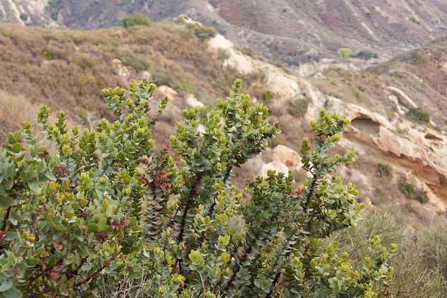 Arctostaphylos refugioensis