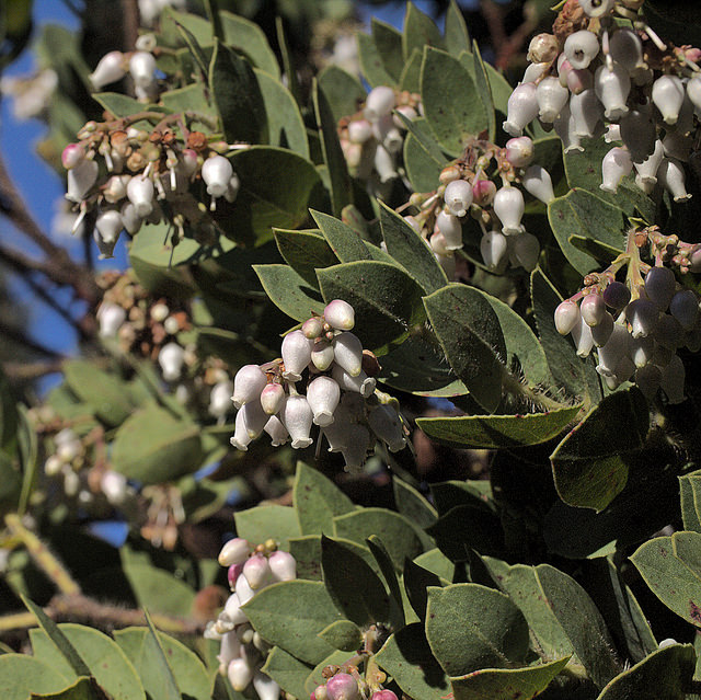 Arctostaphylos refugioensis