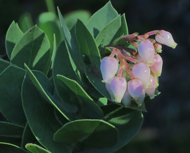 Arctostaphylos refugioensis
