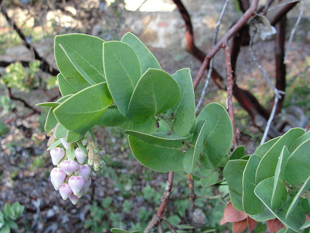 Arctostaphylos refugioensis