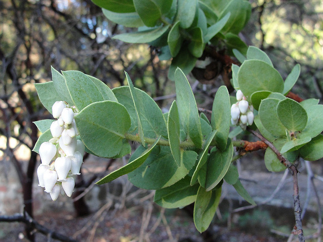 Arctostaphylos refugioensis