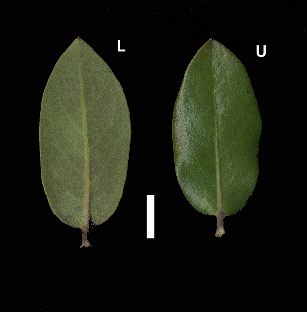 Arctostaphylos tomentosa