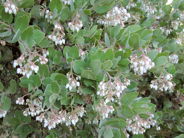 Arctostaphylos tomentosa (Arctostaphylos tomentosa)