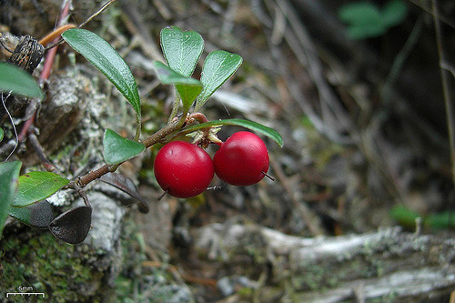 Busserole