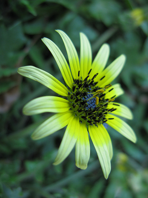 Arctotheca calendula