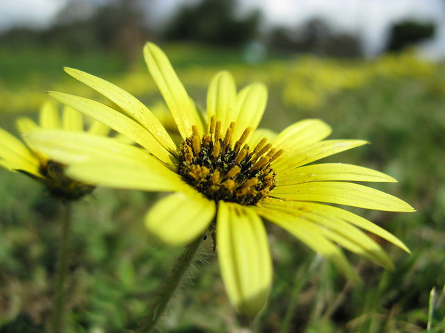 Arctotheca calendula
