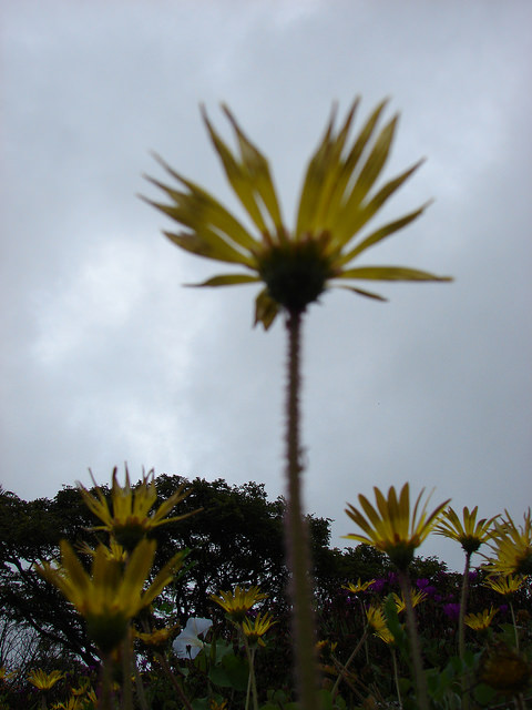 Arctotheca calendula