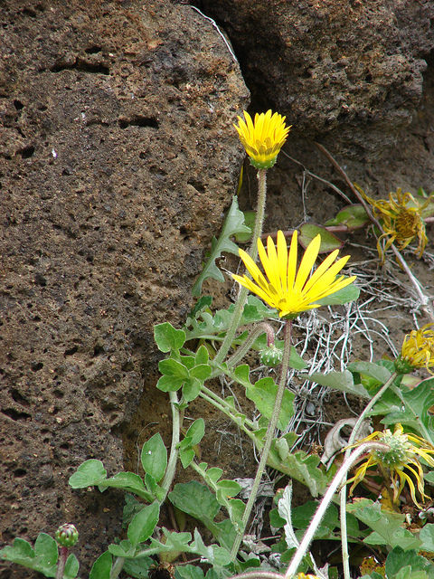 Arctotheca calendula