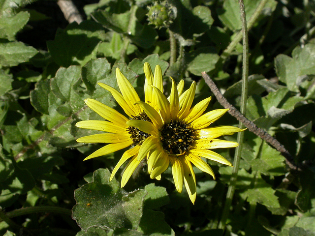 Arctotheca calendula