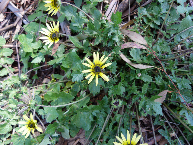 Arctotheca calendula
