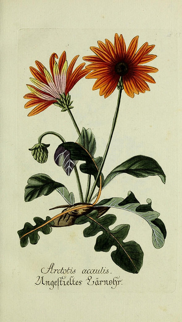Arctotis acaulis