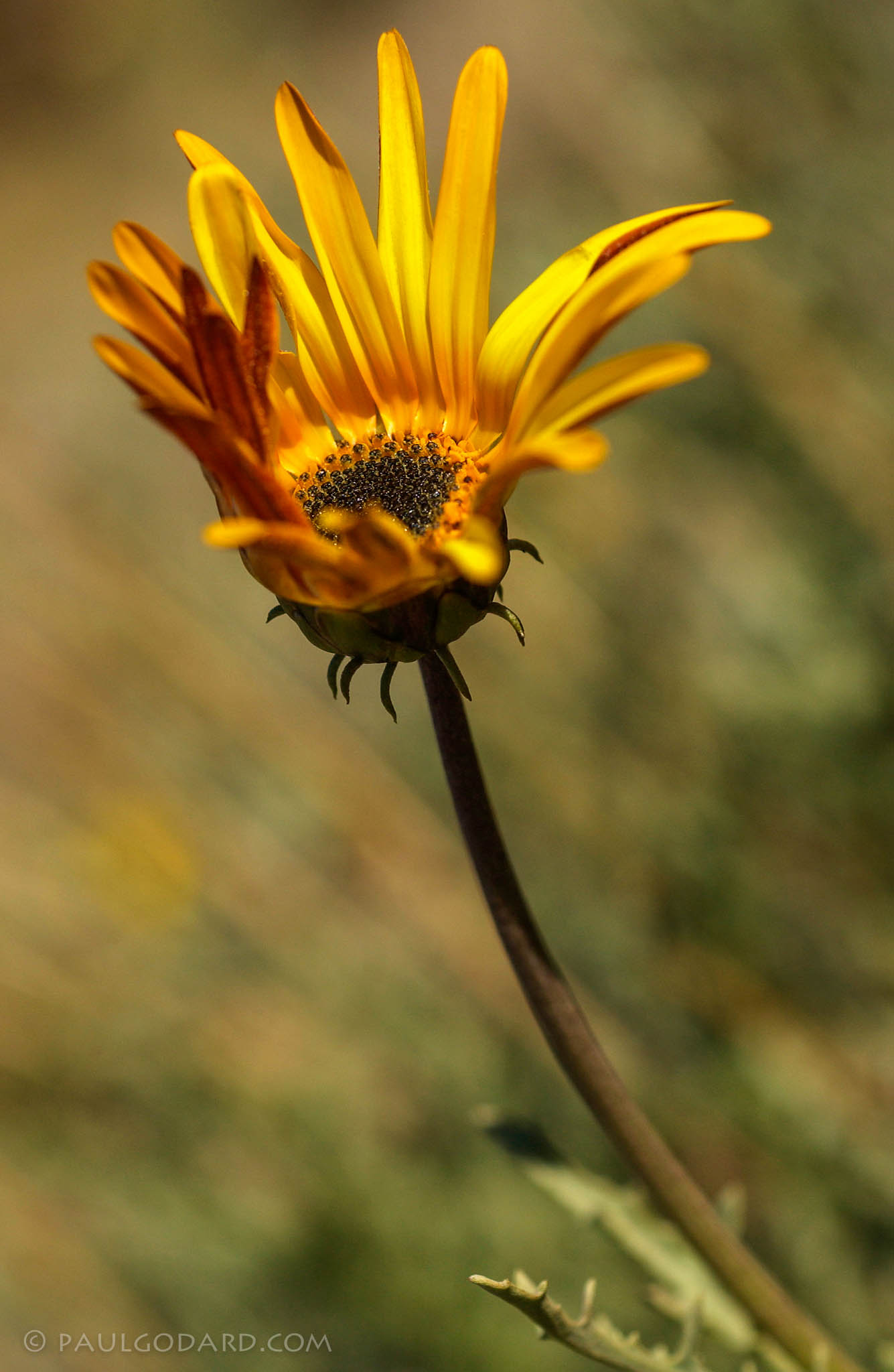 Arctotis stoechadifolia (Arctotis stoechadifolia)