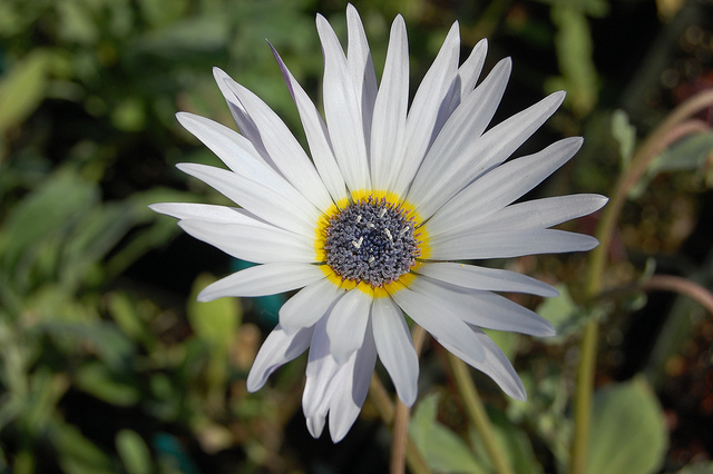 Arctotis stoechadifolia