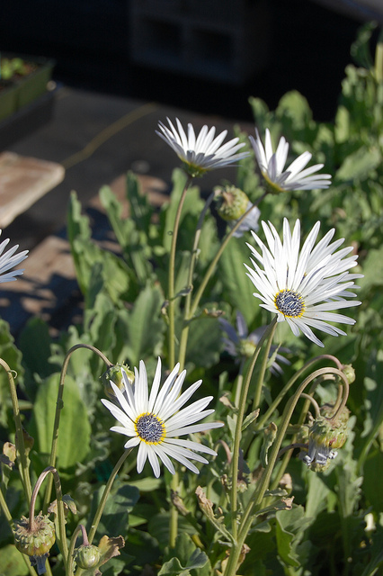 Arctotis stoechadifolia