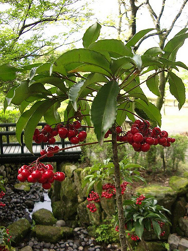 Ardisie crénelée