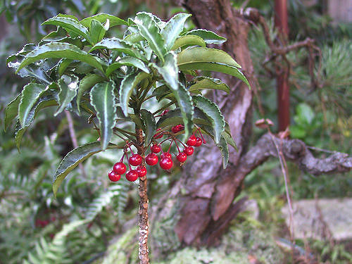 Ardisie crénelée