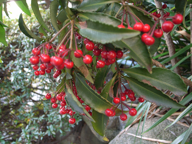 Ardisie crénelée