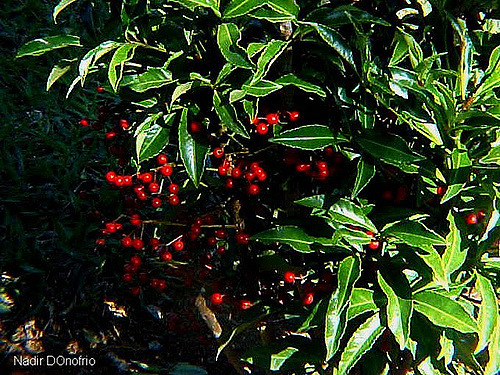 Ardisie crénelée (Ardisia crenata)