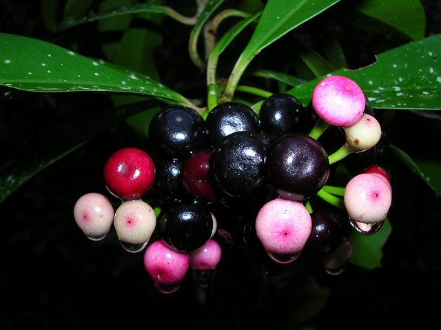 Ardisia elliptica