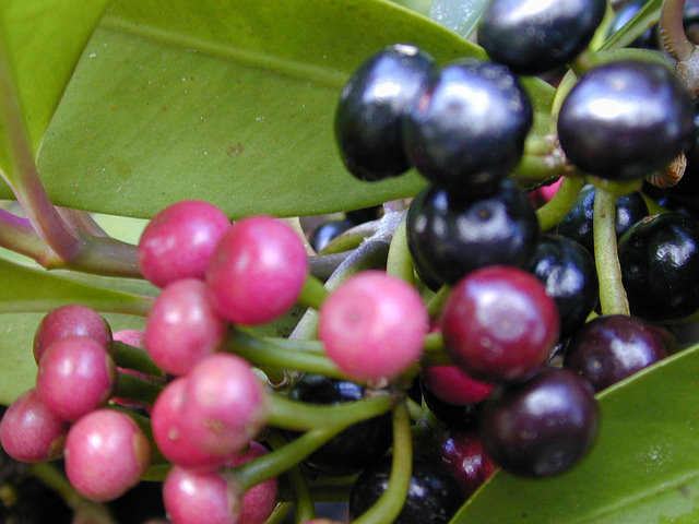 Ardisia elliptica