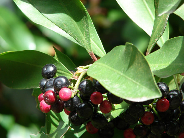 Ardisia elliptica