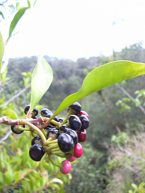 Ardisia elliptica