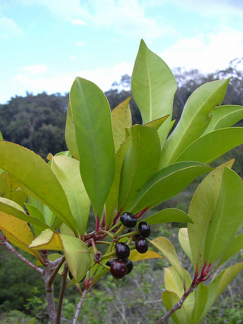 Ardisia elliptica