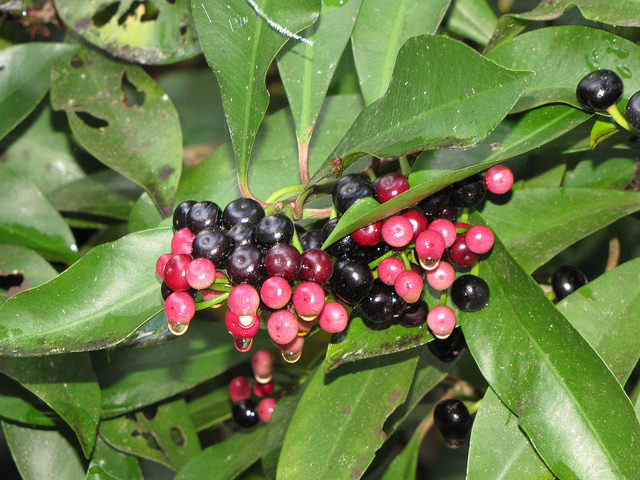 Ardisia elliptica