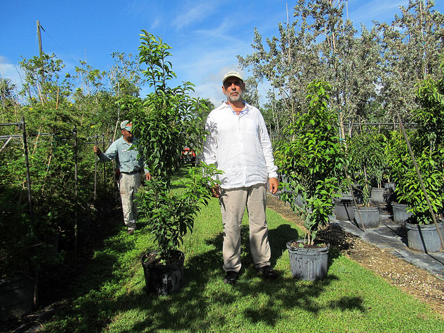 Ardisia escallonioides (Ardisia escallonioides)
