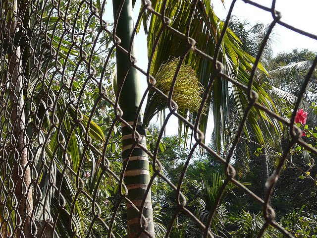 Aréquier (Areca catechu)