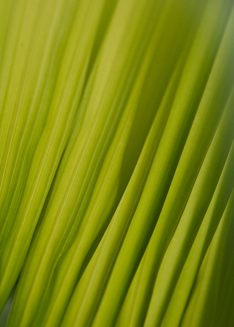 Areca triandra