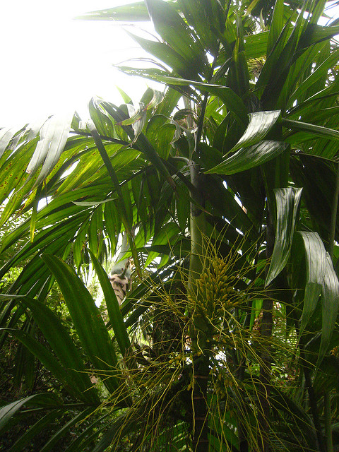 Areca triandra