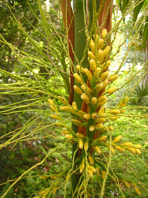 Areca triandra