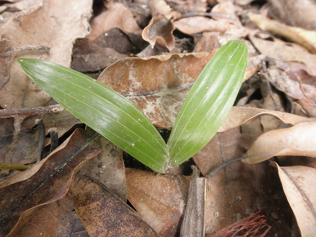 Areca triandra (Areca triandra)