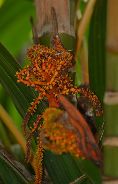 Areca vestiaria