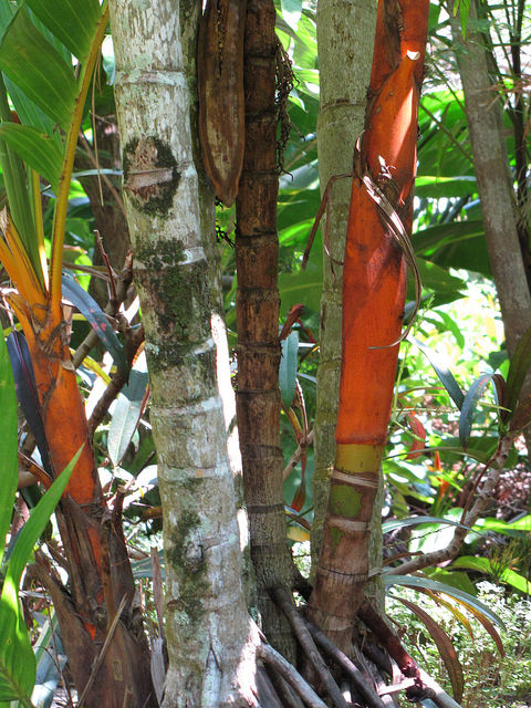 Areca vestiaria