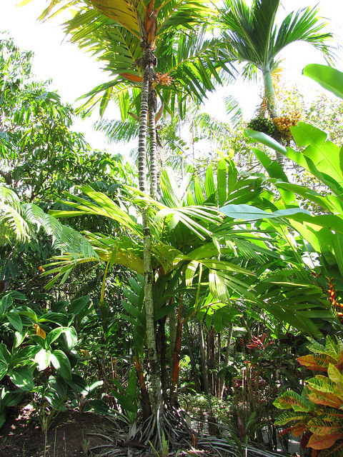 Areca vestiaria