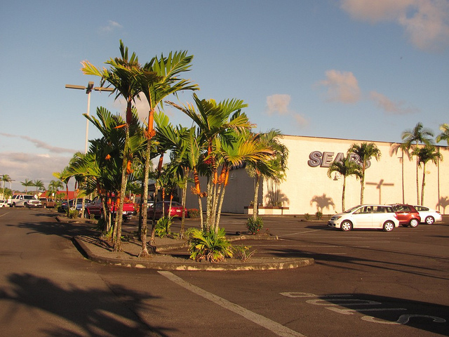 Areca vestiaria