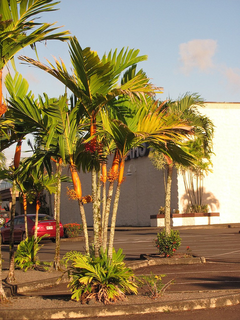 Areca vestiaria