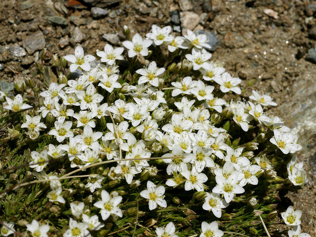 Sabline à plusieurs tiges (Arenaria ciliata)