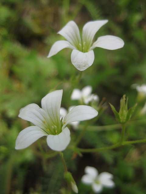 Sabline à grandes fleurs (Arenaria grandiflora)