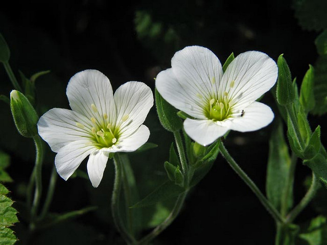 Sabline des montagnes (Arenaria montana)