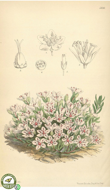 Sabline pourprée (Arenaria purpurascens)